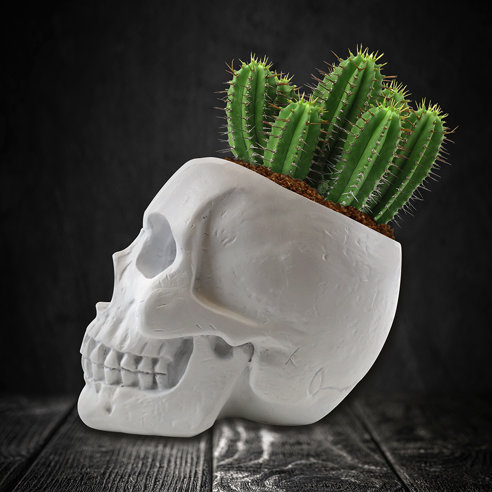 Skull planter Grow Kit Cactus